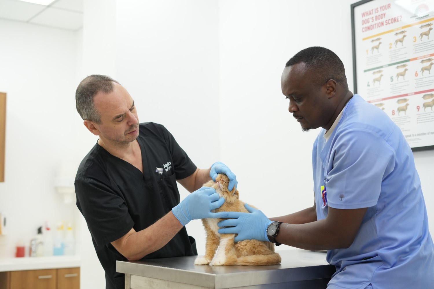 Vet examining a dog
